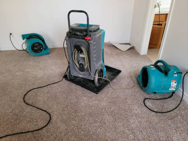 Best Basement water damage restoration  in Cane Savannah, SC
